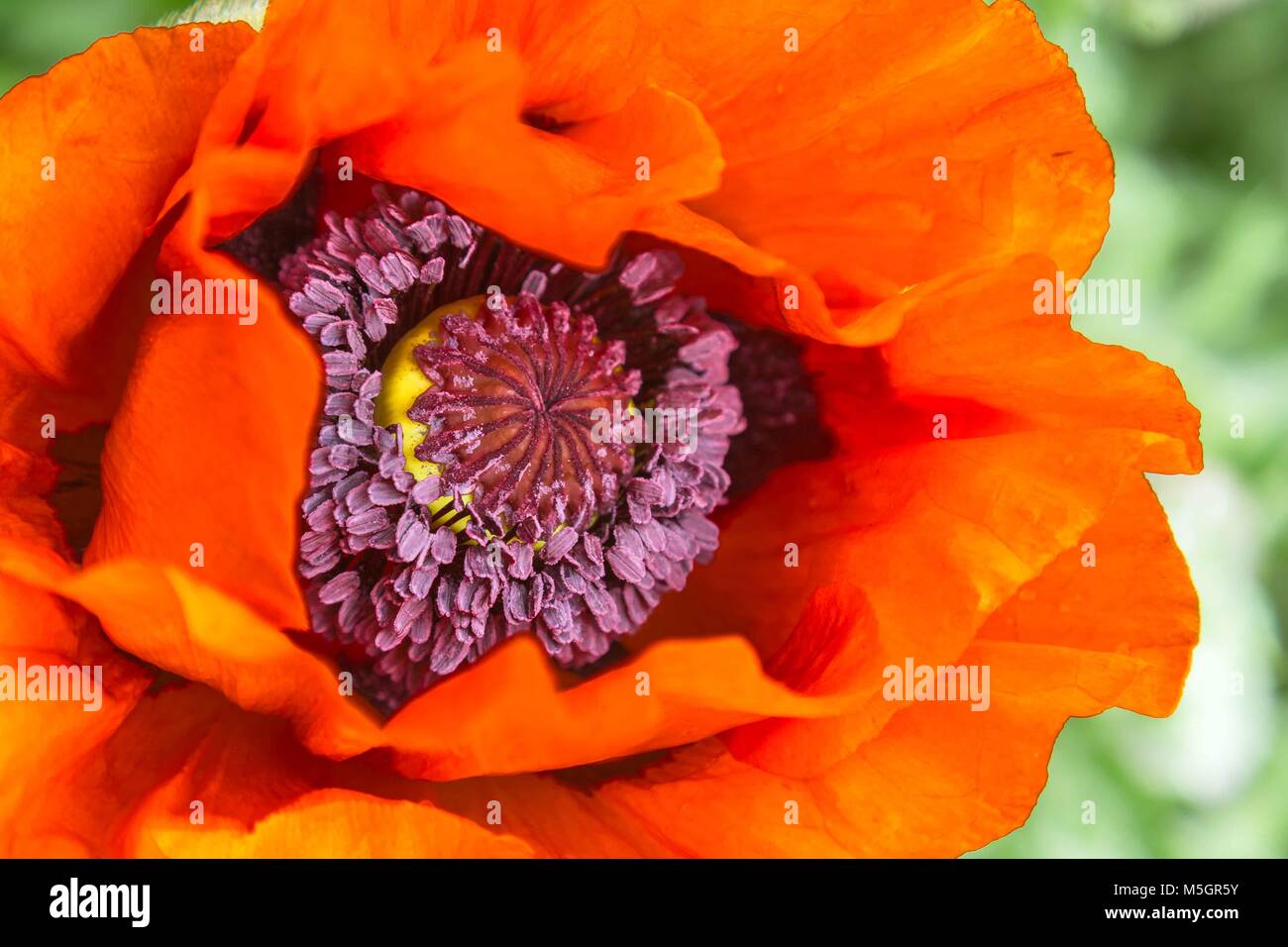 Close-up of a red poppy on a green background Stock Photo - Alamy