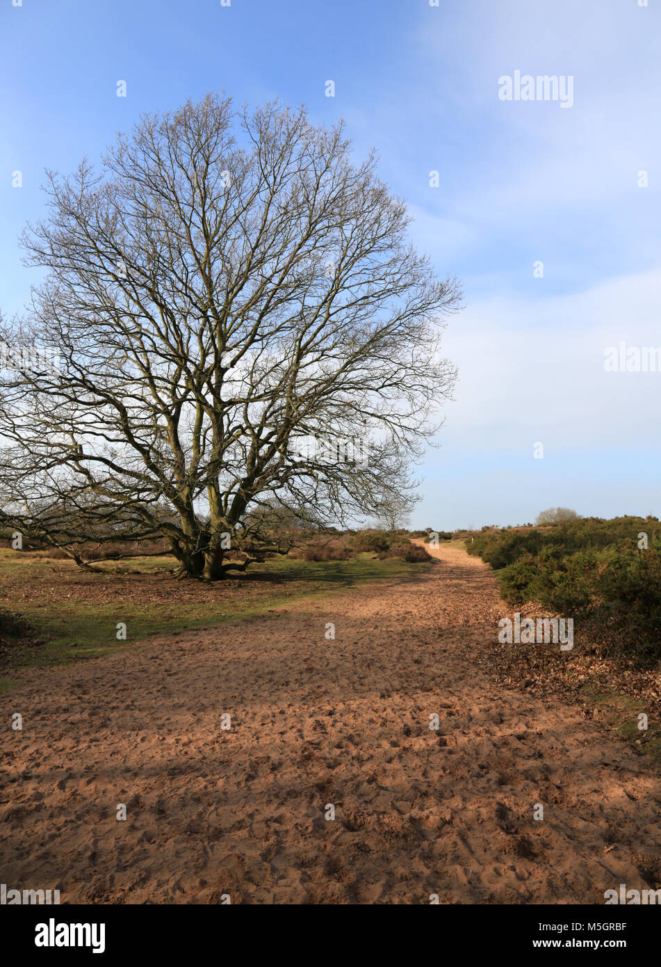 Views of Hartlebury common, an area of lowland heath near Stourport on Severn, Worcestershire
