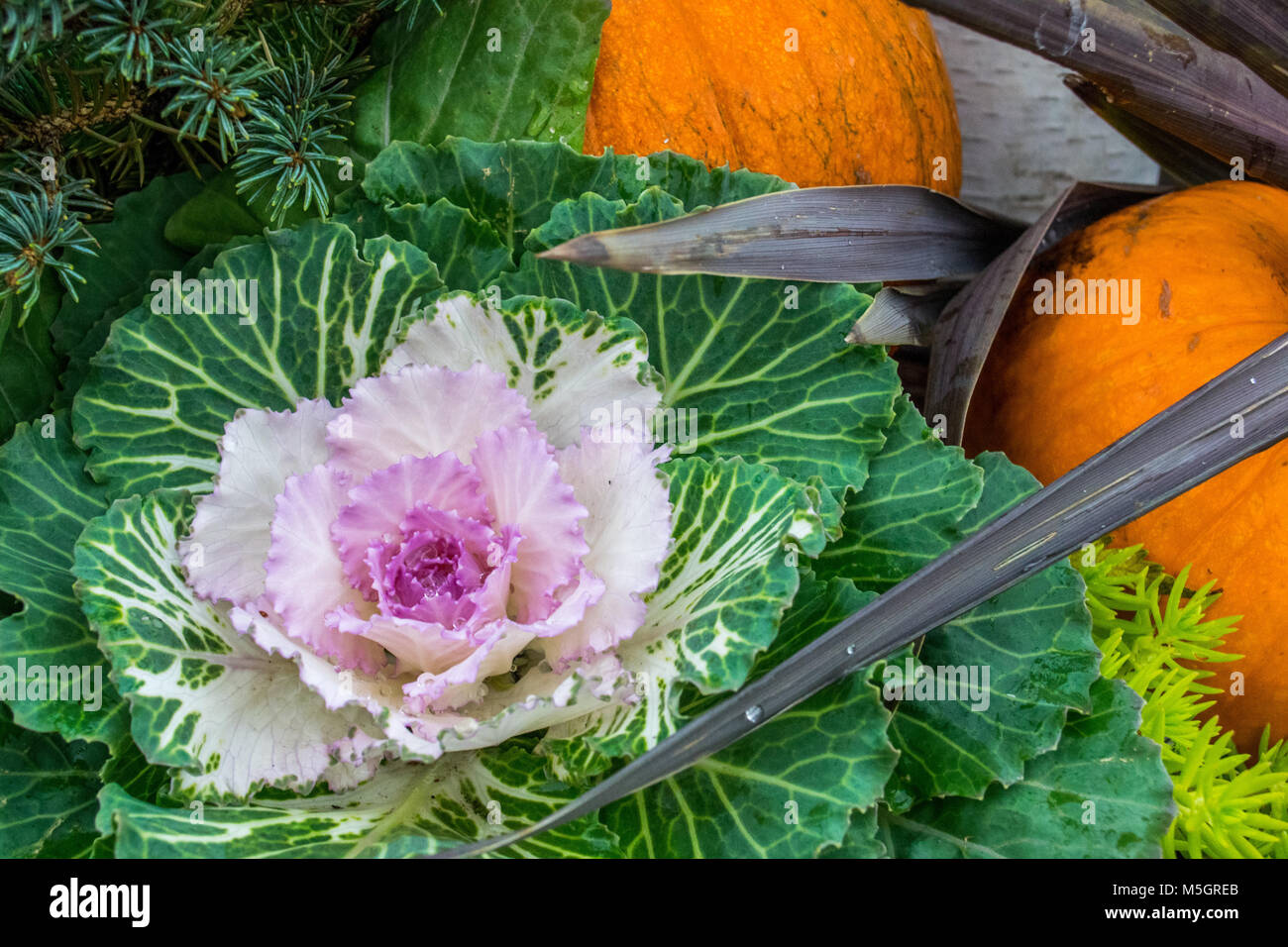 A display of Flowering Kale and Orange Pumpkins Stock Photo