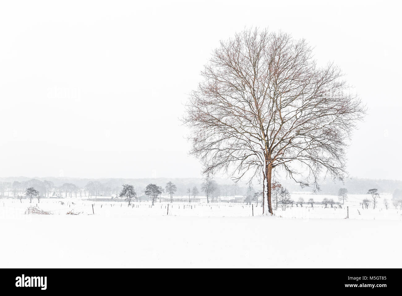 Dutch snow landscape Stock Photo
