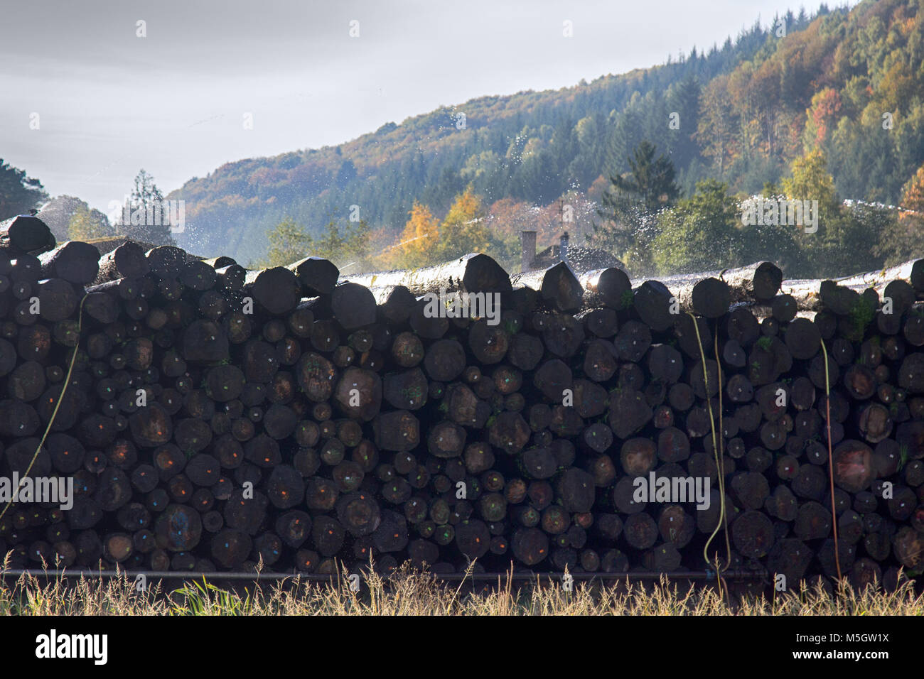 Water pile of logs (stack of logs, log deck). Sprinkler irrigation as way of preserving wood