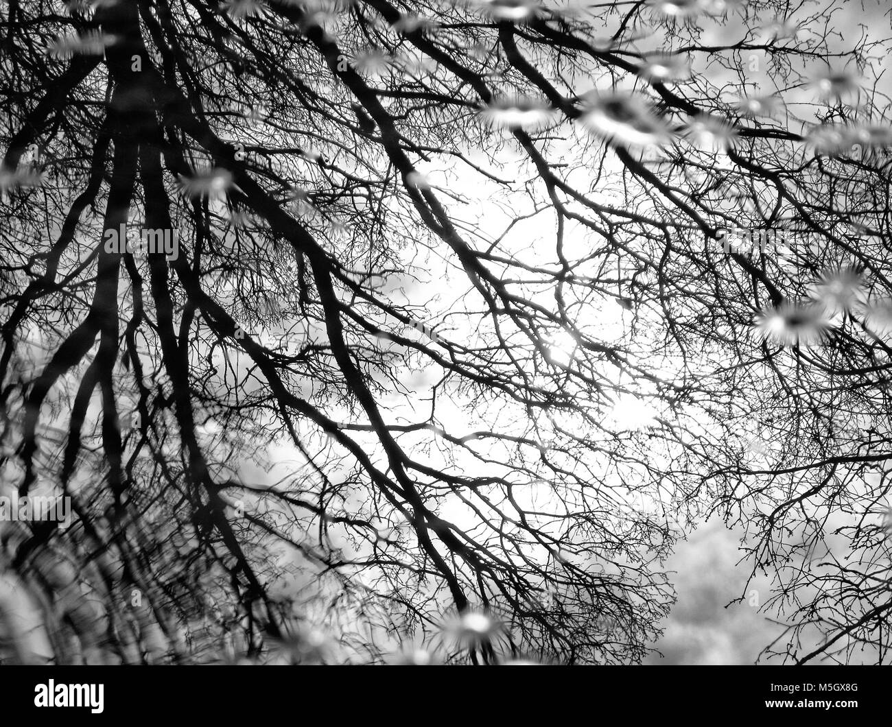 Trees reflecting in Puddle - Stock Image