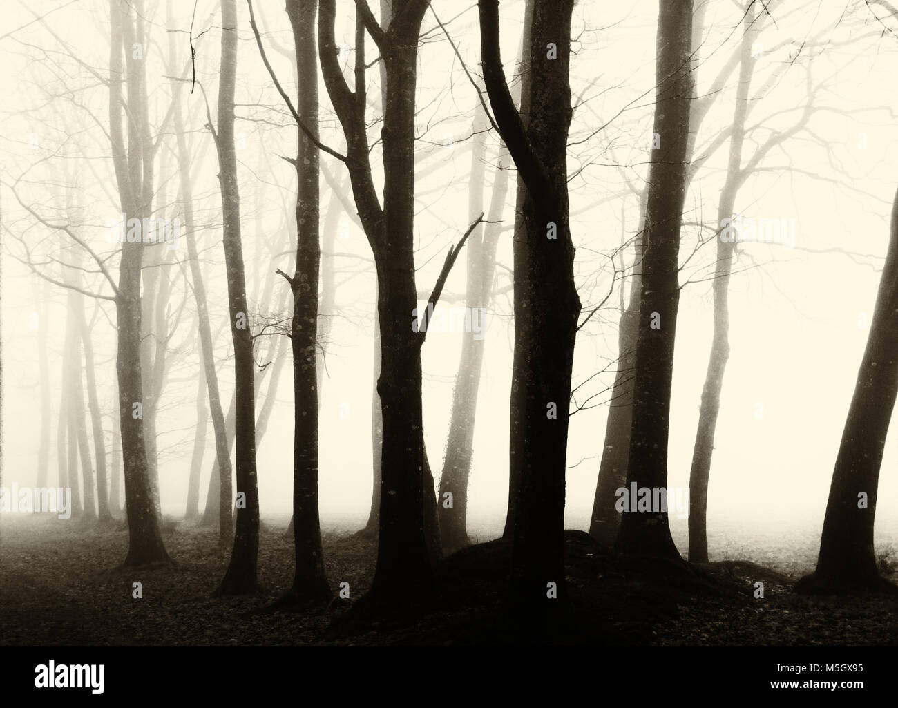 Silhouetted Trees - Stock Image