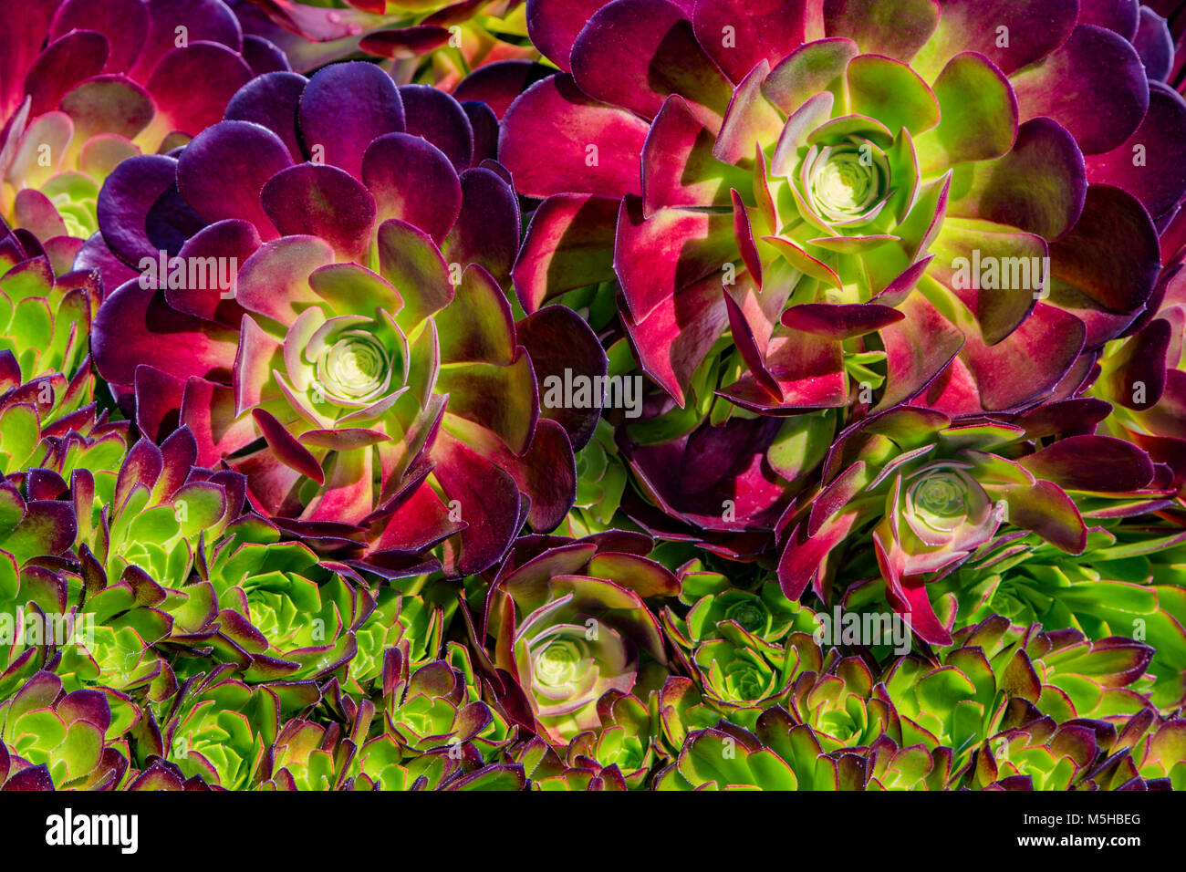 Succulent ground cover plant hi-res stock photography and images - Alamy