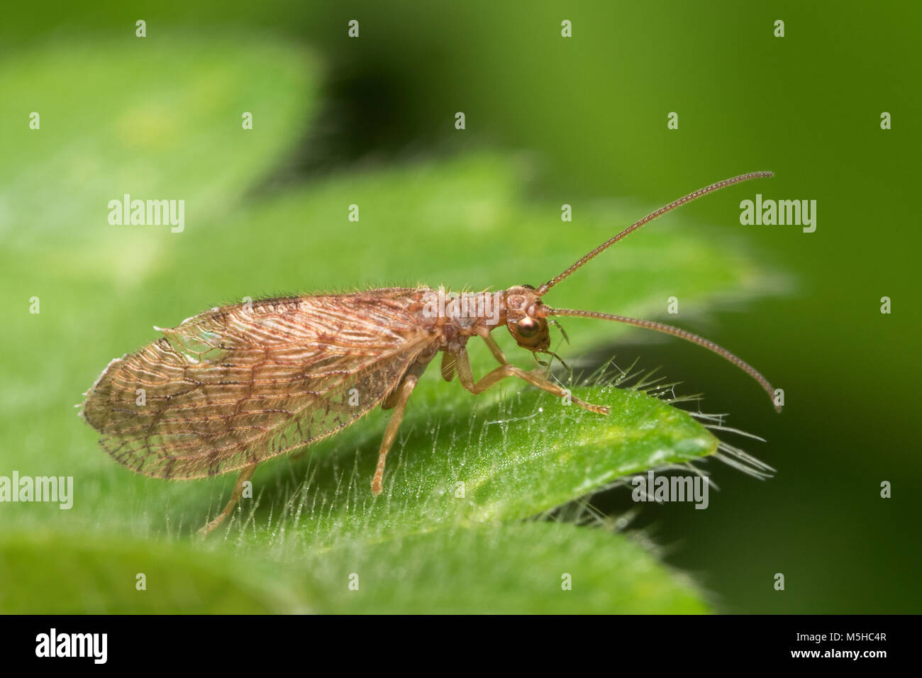 Brown Lacewing resting on a leaf. Tipperary, Ireland Stock Photo