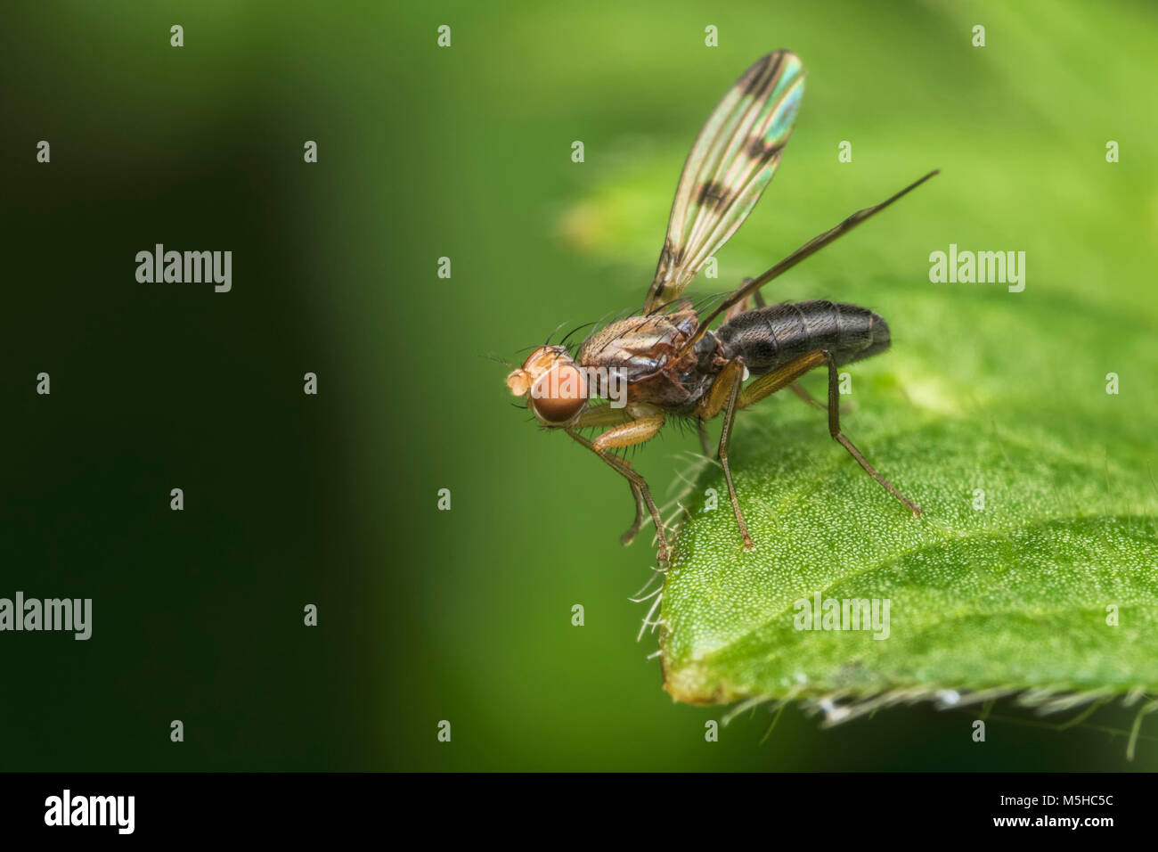 Cereal Fly (Geomyza sp.) perched on plant leaf. Tipperary, Ireland Stock Photo