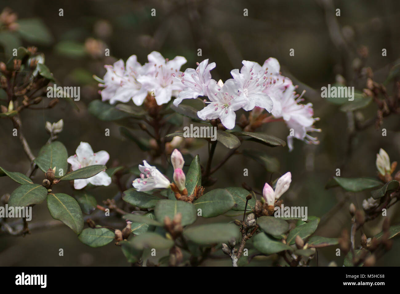 Rhododendron at Clyne gardens, Swansea, Wales, UK. Stock Photo