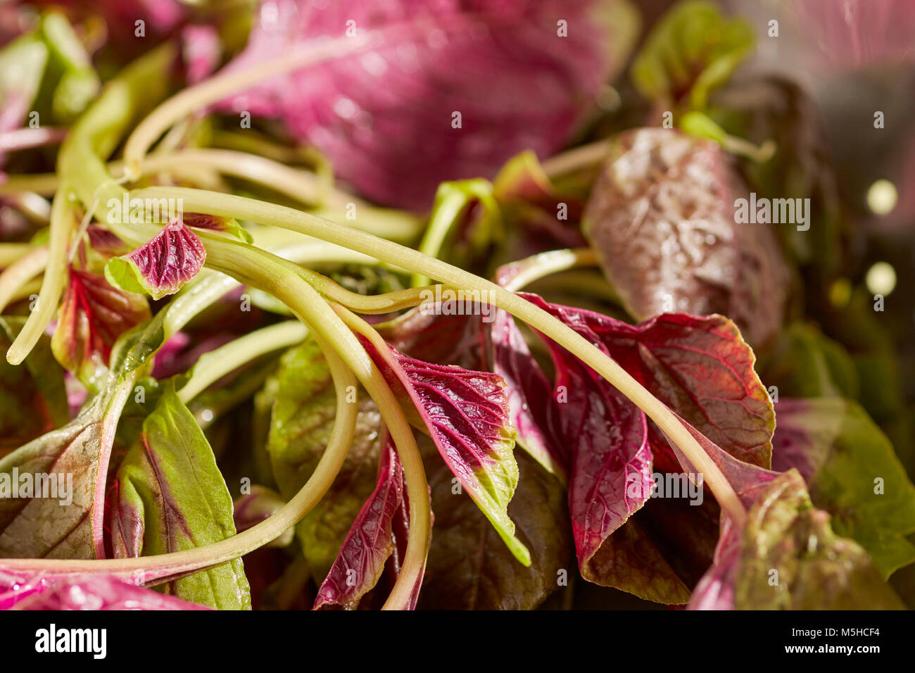 Red Amaranth, a type of spinach popular in Asian cuisines Stock Photo