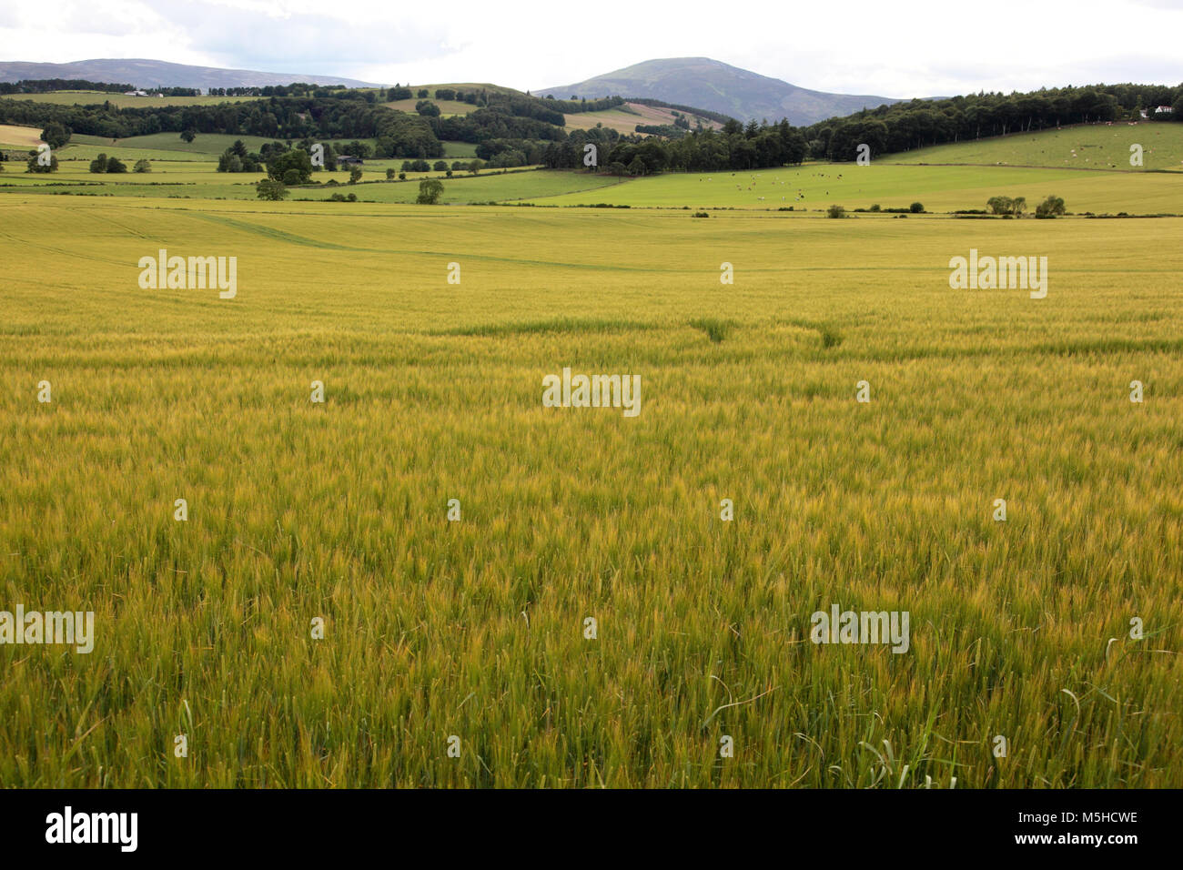 Arable farming on fertile land in Aberdeenshire Stock Photo