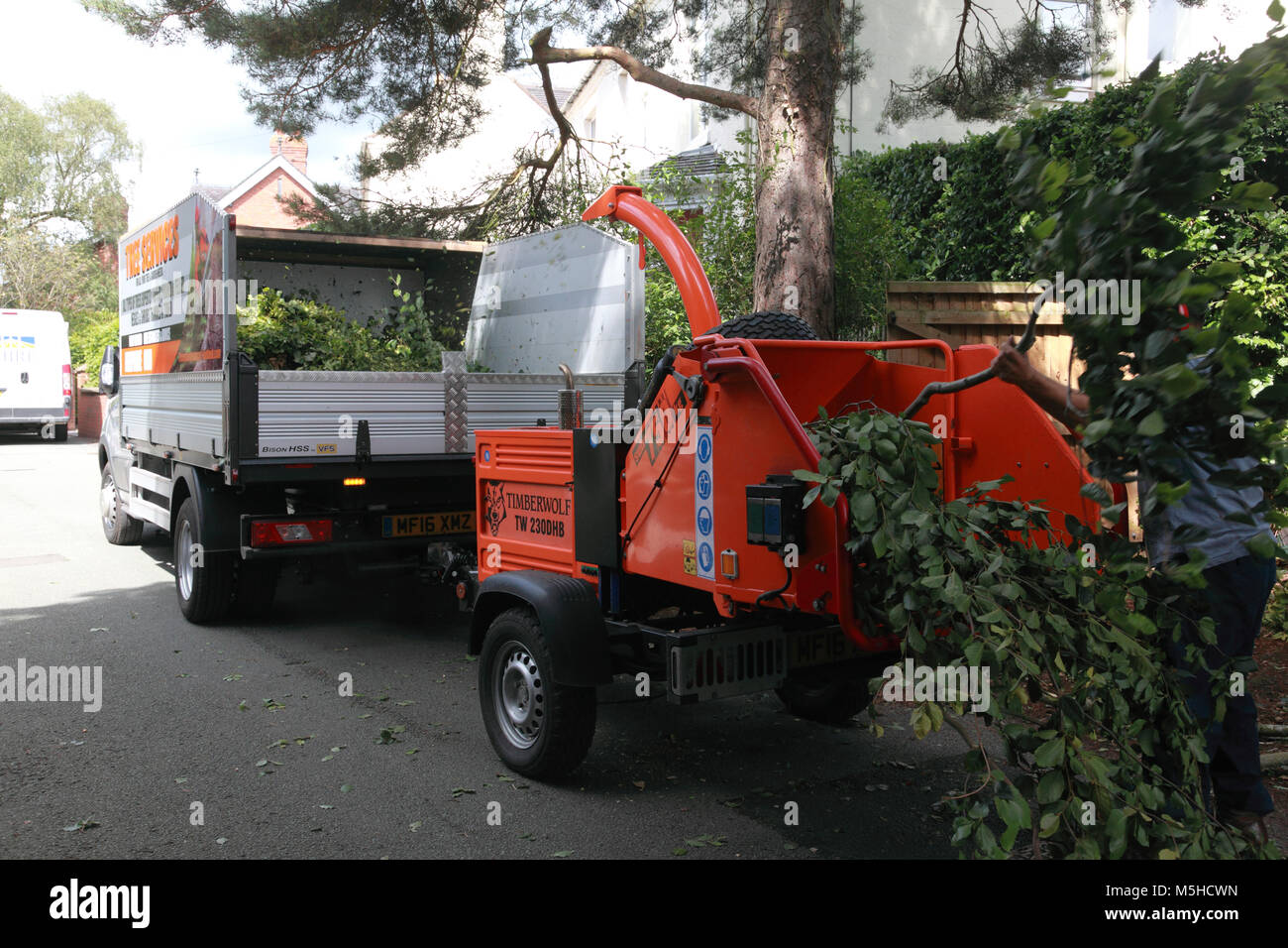 Branches of a beech tree being shredded by a Timberwolf 230DHB wood chipper Stock Photo