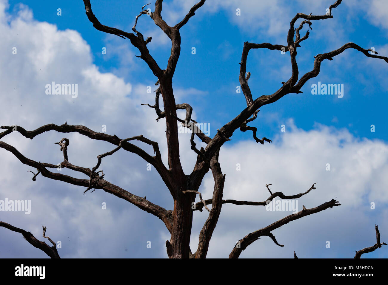 Tree silhouette against blue sky with white clouds on a sunny day ...