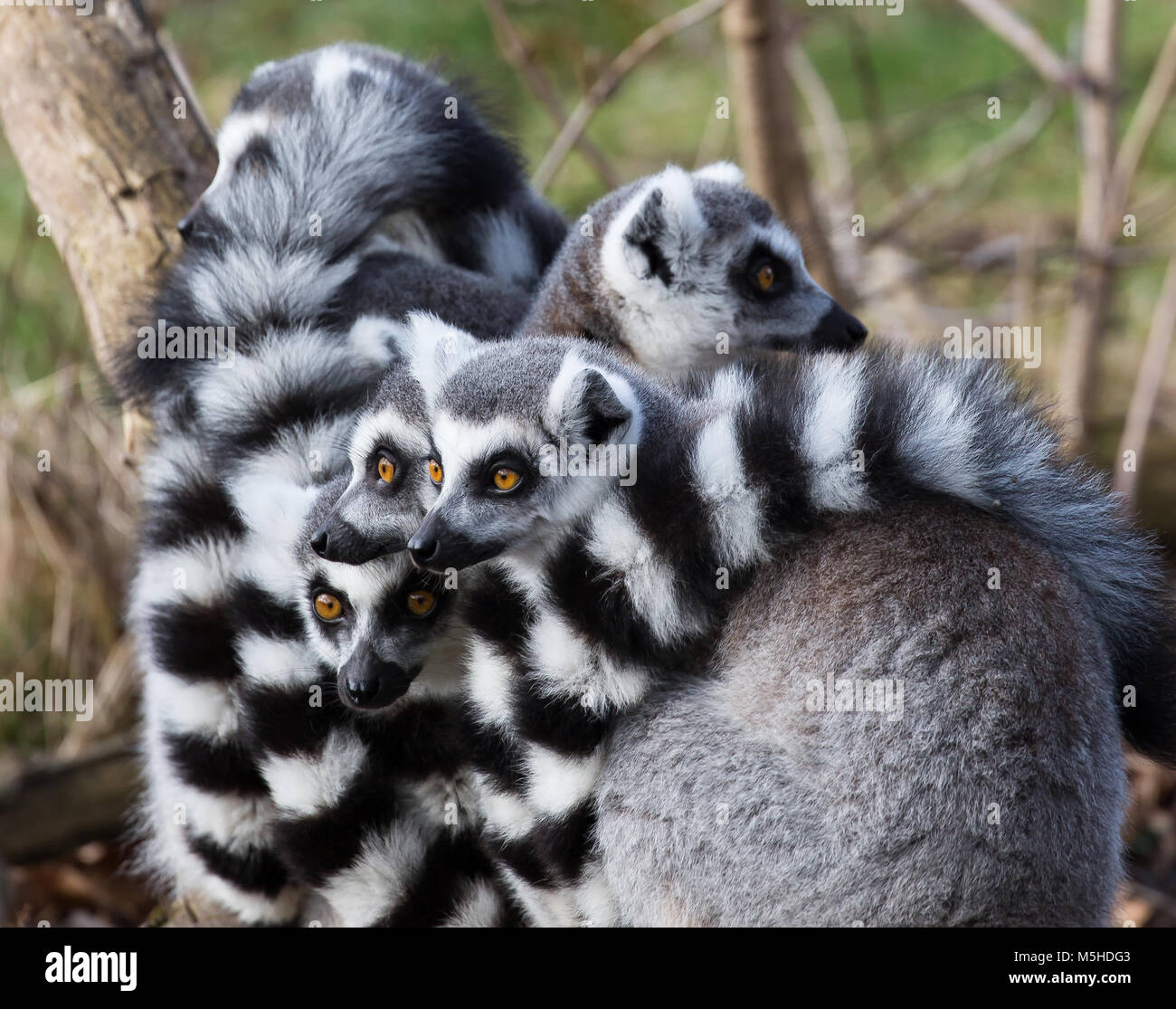 Close up of troop, conspiracy, congress of cute ring-tailed lemurs (Lemur catta) huddled together. Animals in captivity, West Midland Safari Park, UK. Stock Photo