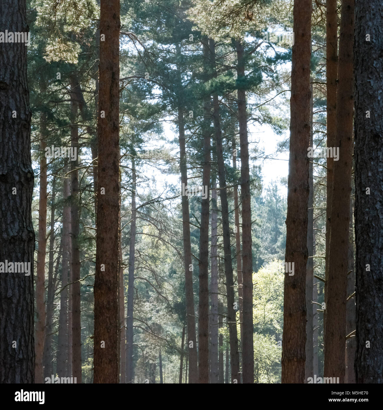 Trees in a pine forest Stock Photo