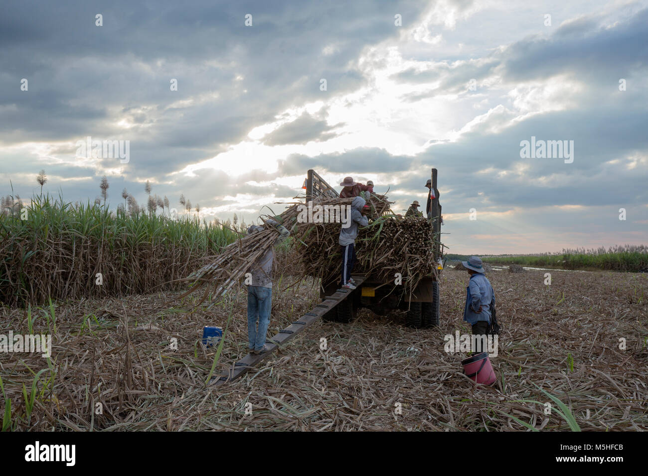 Harvesting sugar cane in in agriculture, Tây Ninh, Vietnam.  Materials of the sugar industry Stock Photo