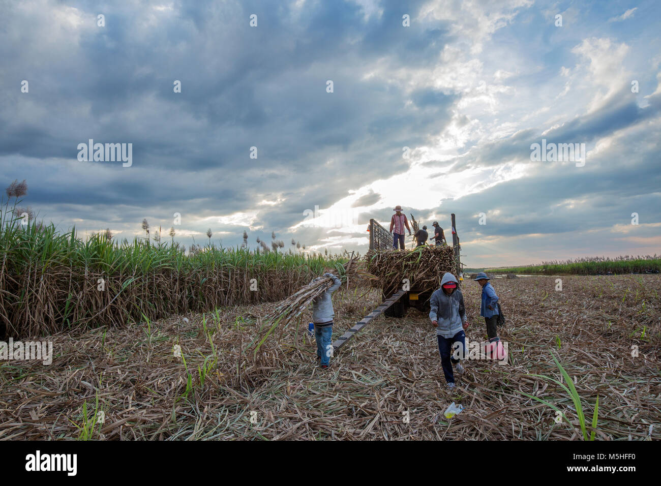 Harvesting sugar cane in in agriculture, Tây Ninh, Vietnam.  Materials of the sugar industry Stock Photo