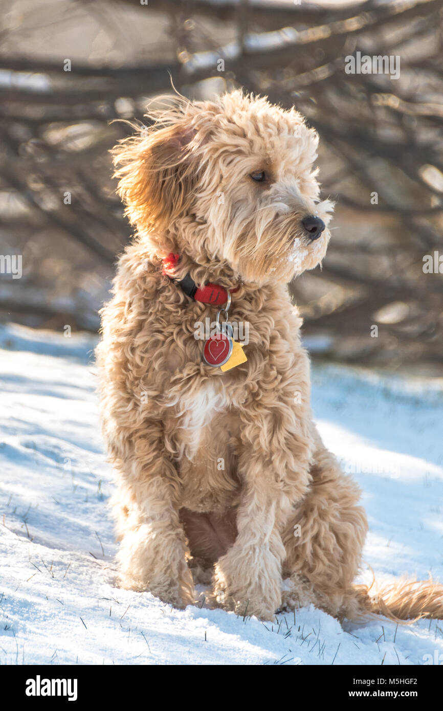 Goldendoodle puppy sitting in the snow Stock Photo Alamy