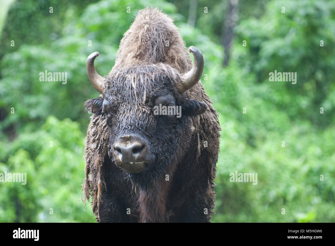 Beautiful Isolated Photo Of A Wild Bison, Cattle In The Forest Stock Photo