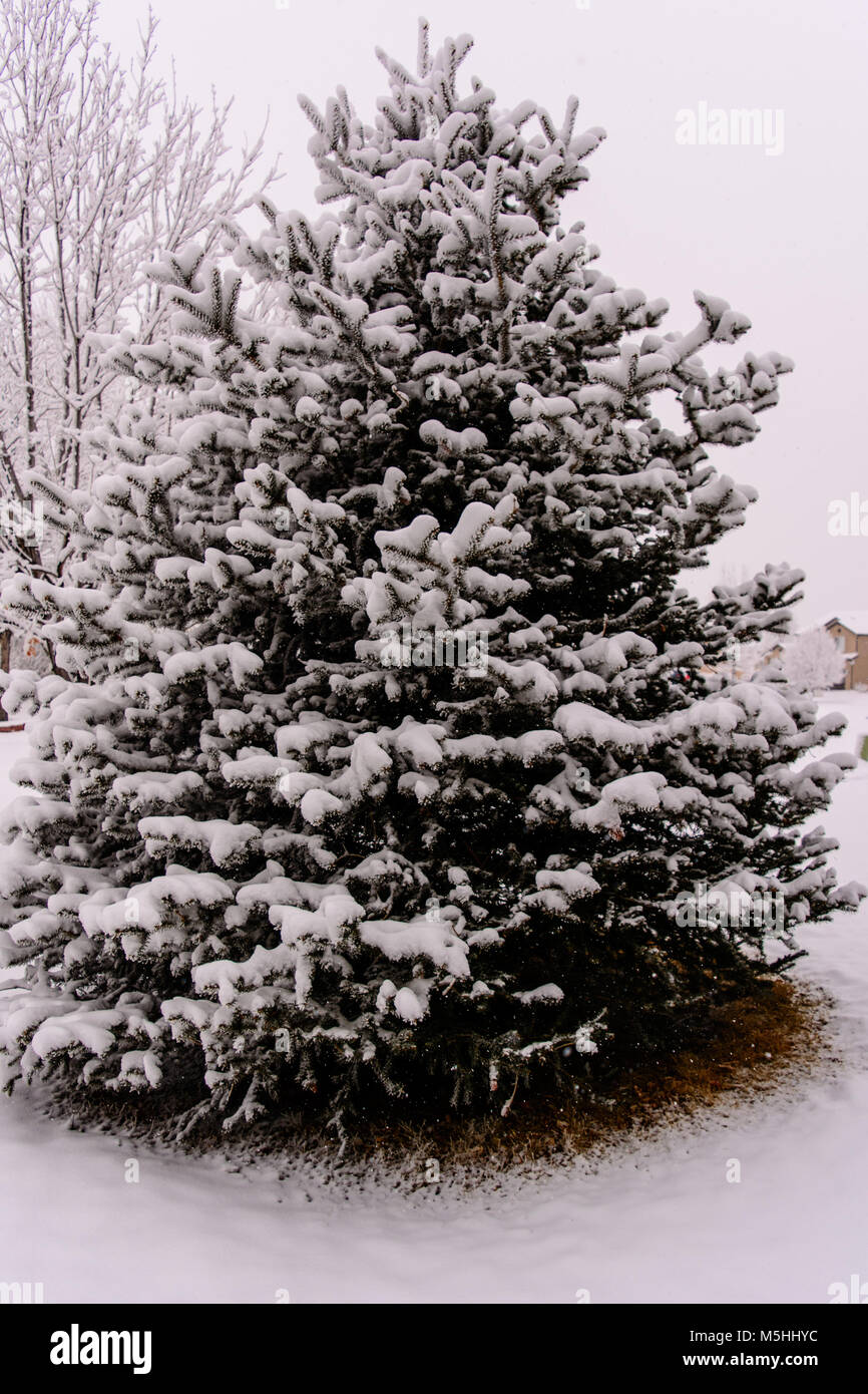 Snow Covered Colorado Blue Spruce Stock Photo
