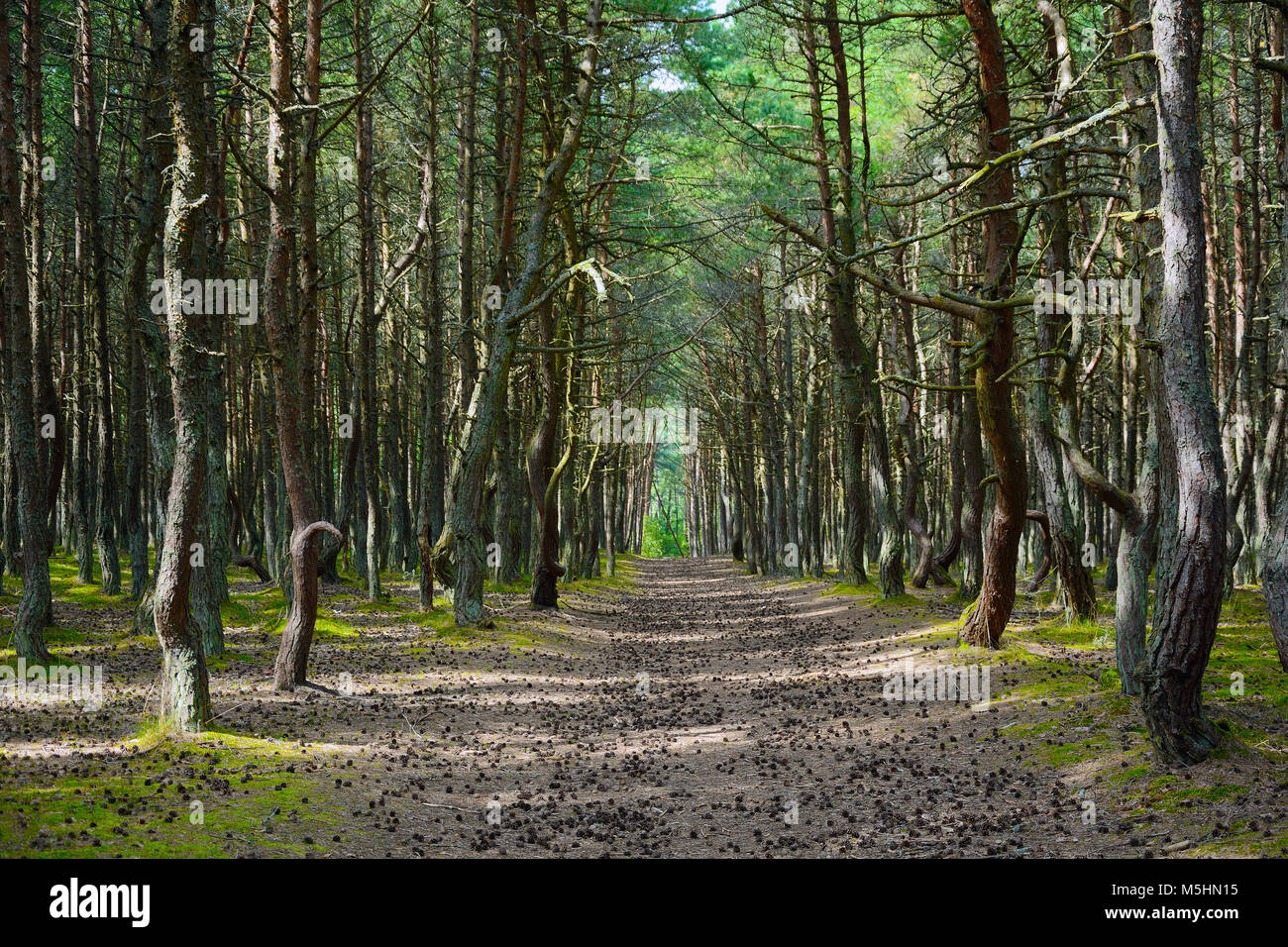 Dancing forest Dancing forest