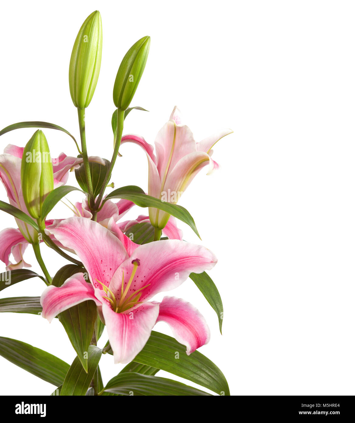 Pink lilies bunch isolated on a white background Stock Photo - Alamy