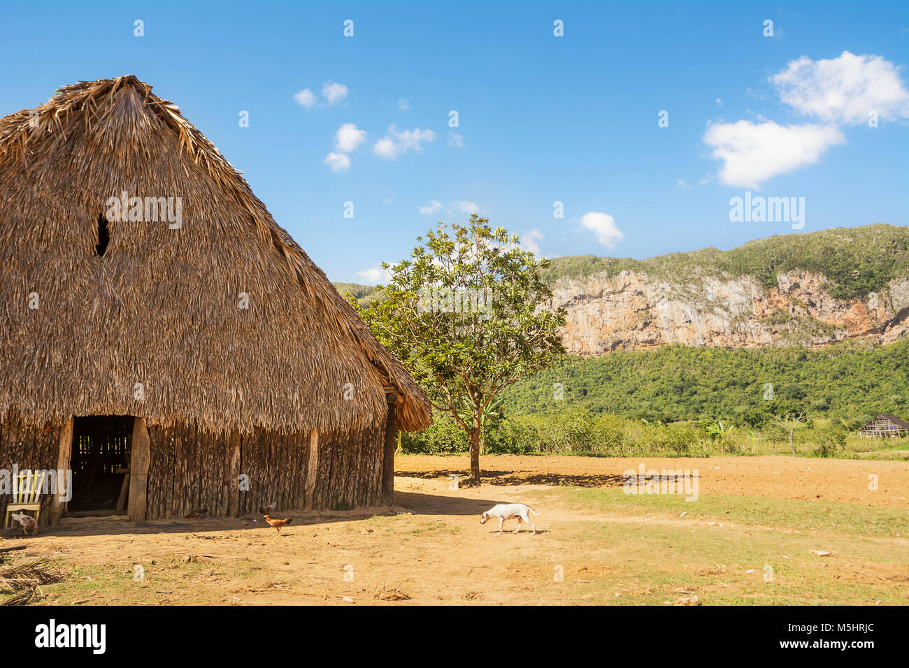 Dryer for tobacco in the valley of Vinales (Cuba) Stock Photo