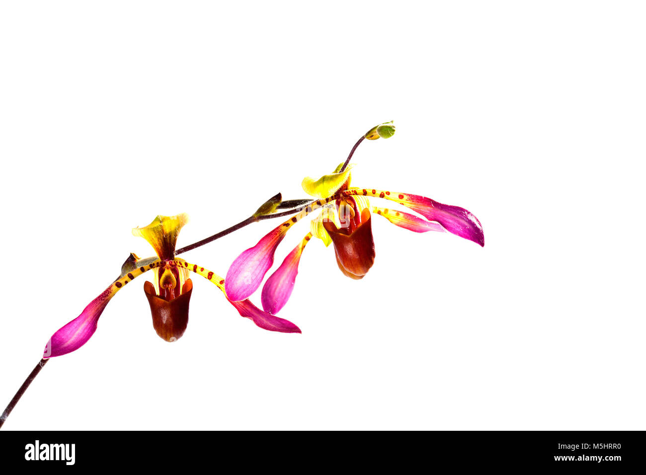 Orchid flower on white background, paphiopedilum. Stock Photo