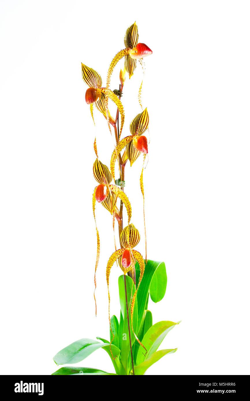 Orchid flower on white background, paphiopedilum. Stock Photo