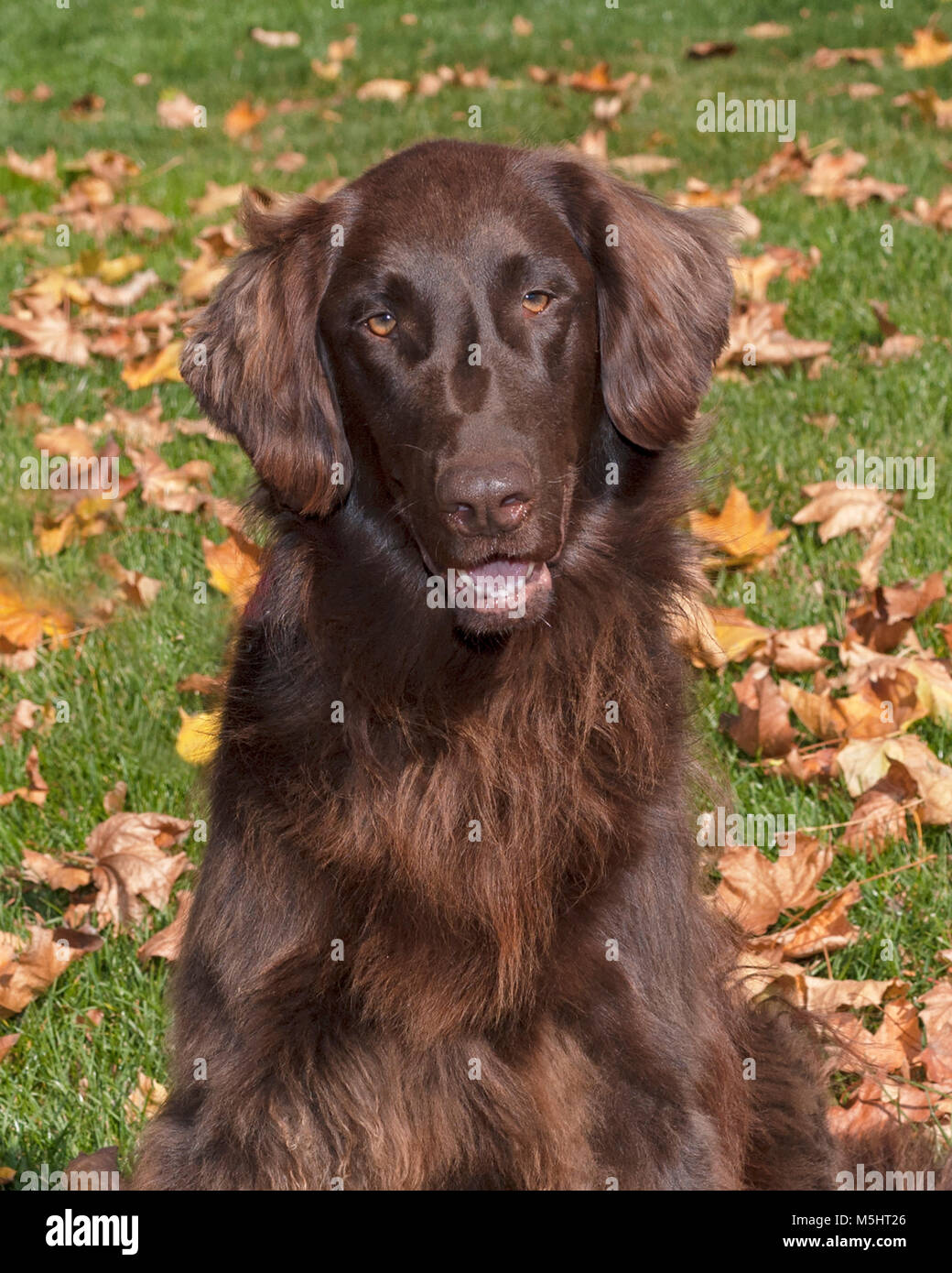 potrait of a beautiful brown flat coated retriever on a lawn with fall  leaves Stock Photo - Alamy