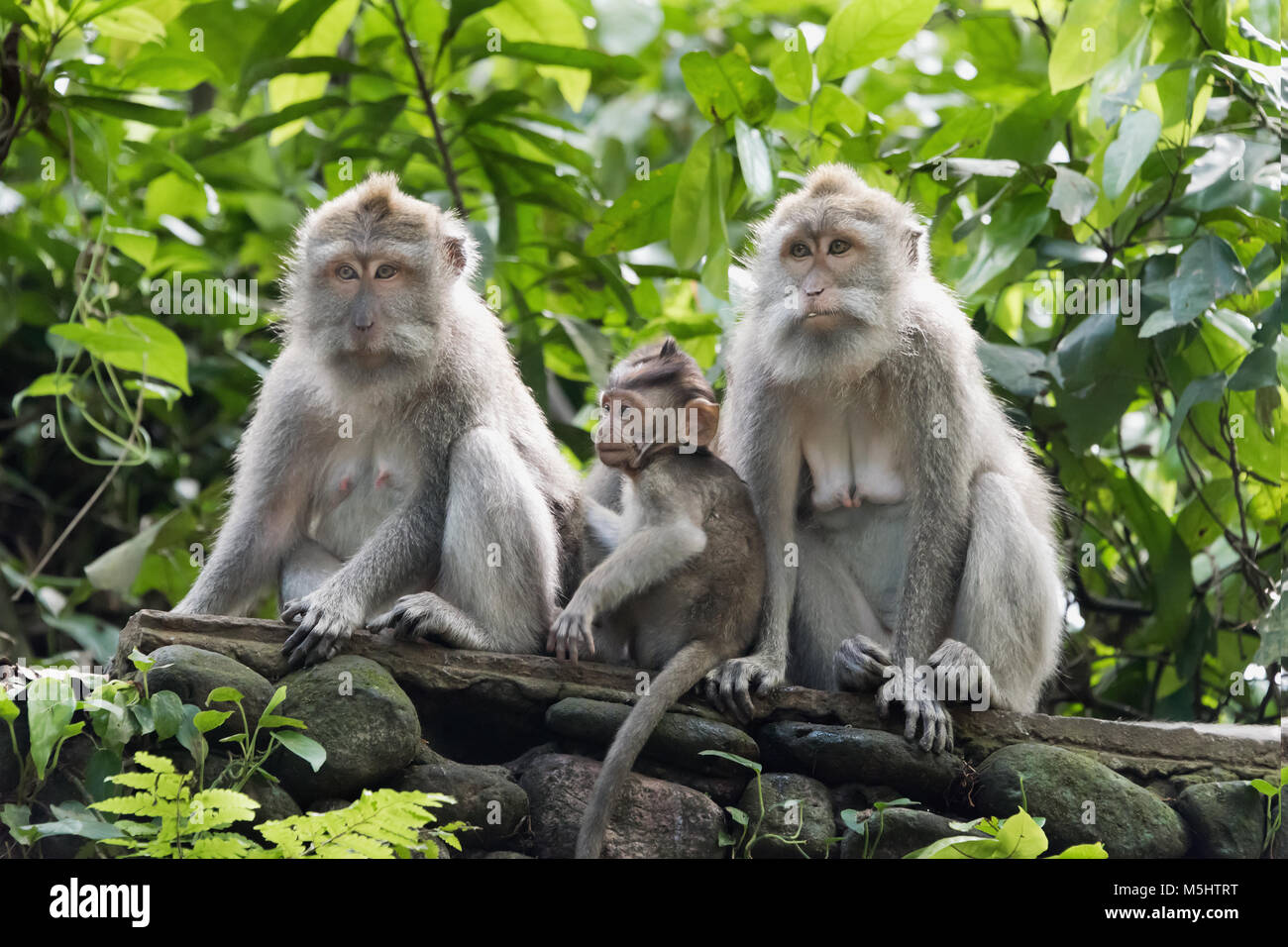 Crabeating macaques, two females and a baby, Monkey Forest, Ubud, Bali