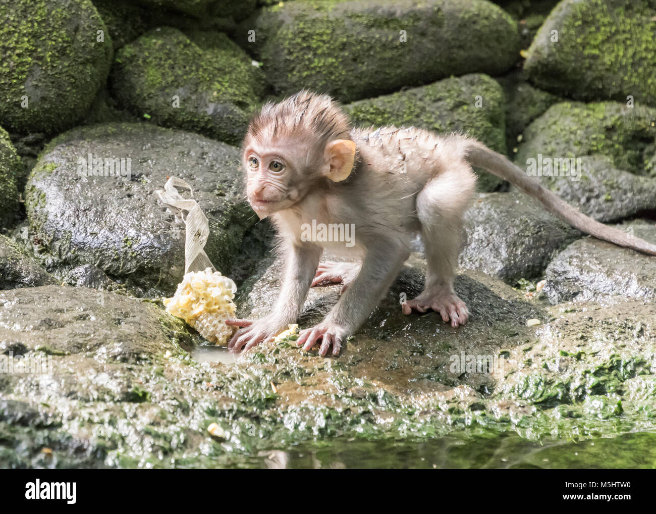 Baby crabeating macaque trying to eat some corn on the cob, Monkey