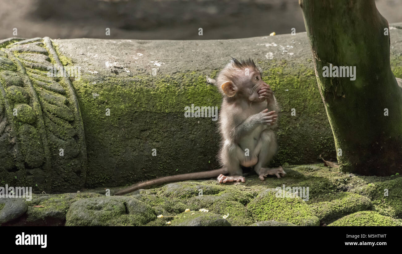 Baby monkey foraging next to a fallen column, Monkey Forest, Ubud, Bali Stock Photo