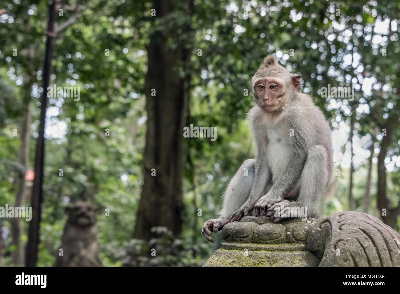 Meditative monkey sitting on a carved pedestal, Monkey Forest, Ubud, Bali Stock Photo Alamy