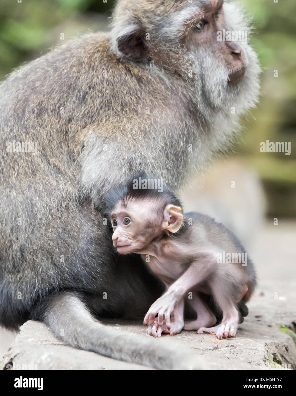 Baby crabeating macaque (Macaca fascicularis) next to its mother
