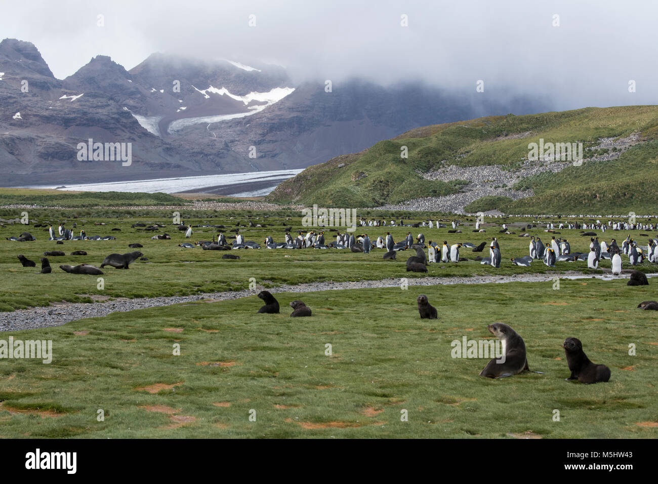 South Georgia, Salisbury Plain. King penguins and fur seals in typical tussock grass habitat. Stock Photo