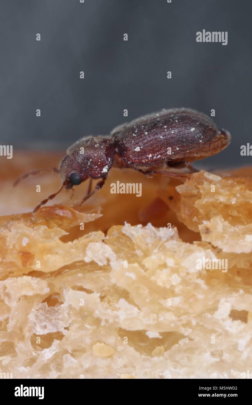 The drugstore beetle (Stegobium paniceum), also known as the bread beetle or biscuit beetle from family Anobiidae. On bread. Stock Photo