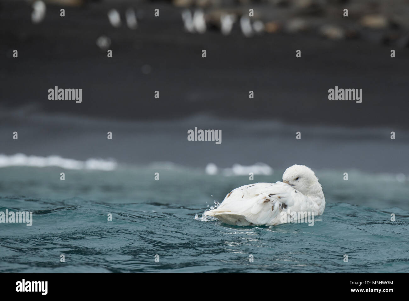 British Overseas Territory, South Sandwich Islands, Saunders Island. Southern giant petrel, rare white morph (Wild: Macronectes giganteus) with volcan Stock Photo