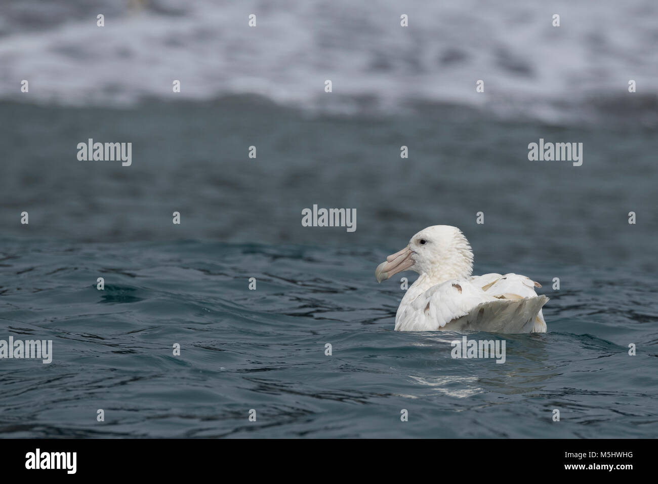 British Overseas Territory, South Sandwich Islands, Saunders Island. Southern giant petrel, rare white morph (Wild: Macronectes giganteus) Stock Photo