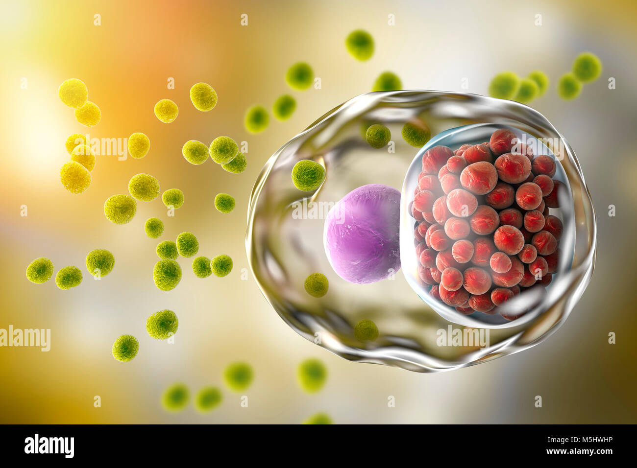 Chlamydia trachomatis bacteria. Computer illustration showing two life stages of Chlamydia: elementary bodies (extracellular non-multiplying infectious stage, small green spheres) and an inclusion composed of a group of chlamydia reticulate bodies (intracellular multiplying stage, small red spheres) near the nucleus (violet) of a cell. Stock Photo