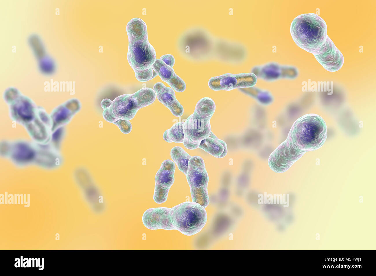 Clostridium difficile bacteria, computer illustration. C. difficile is ...