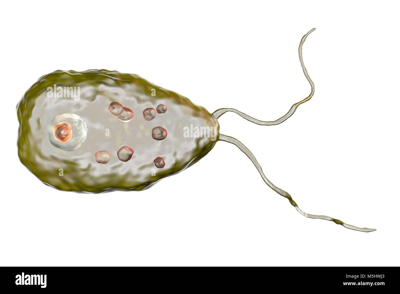 Brain-eating amoeba Naegleria fowleri protozoan in flagellate form, computer illustration. This organism is an opportunistic pathogen of humans, causing meningoencephalitis (inflammation of the brain and its surrounding membranes) when inhaled, often by children swimming in fresh water. Headaches, vomiting, sensory disturbance and a fatal coma may occur if the victim is not treated. Treatment is with antiprotozoal drugs. Infectious stage for humans are trophozoites and the flagellate form. Stock Photo