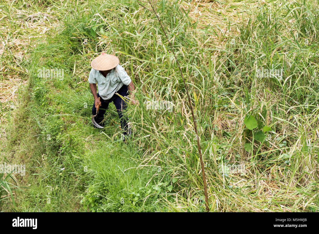 Farmer in coolie hat cutting ripe rice with a scythe, Tegallalang Rice Terraces, Ubud, Bali Stock Photo