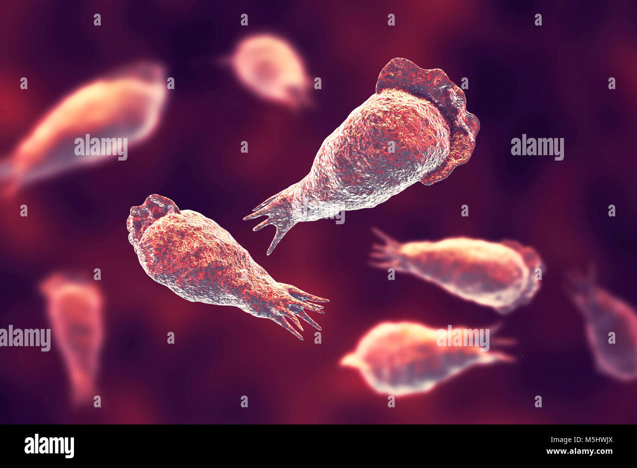 Brain-eating amoeba Naegleria fowleri protozoans in trophozite form, computer illustration. This organism is an opportunistic pathogen of humans, causing meningoencephalitis (inflammation of the brain and its surrounding membranes) when inhaled, often by children swimming in fresh water. Headaches, vomiting, sensory disturbance and a fatal coma may occur if the victim is not treated. Treatment is with antiprotozoal drugs. Infectious stage for humans are trophozoites and flagellate form. Stock Photo