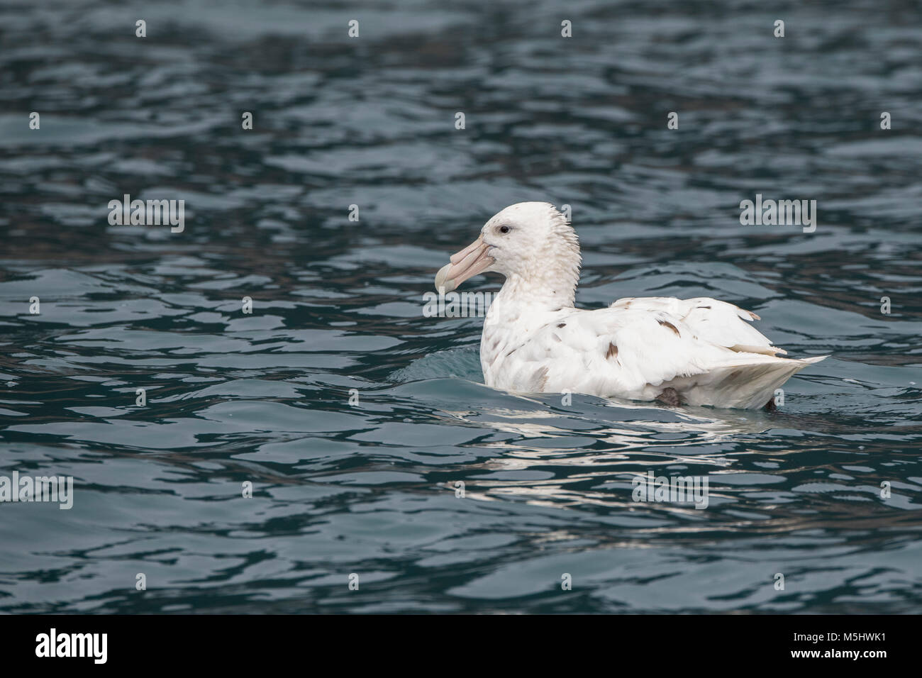 British Overseas Territory, South Sandwich Islands, Saunders Island. Southern giant petrel, rare white morph (Wild: Macronectes giganteus) Stock Photo