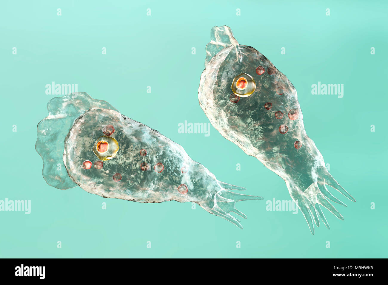 Brain-eating amoeba Naegleria fowleri protozoans in trophozite form, computer illustration. This organism is an opportunistic pathogen of humans, causing meningoencephalitis (inflammation of the brain and its surrounding membranes) when inhaled, often by children swimming in fresh water. Headaches, vomiting, sensory disturbance and a fatal coma may occur if the victim is not treated. Treatment is with antiprotozoal drugs. Infectious stage for humans are trophozoites and flagellate form. Stock Photo