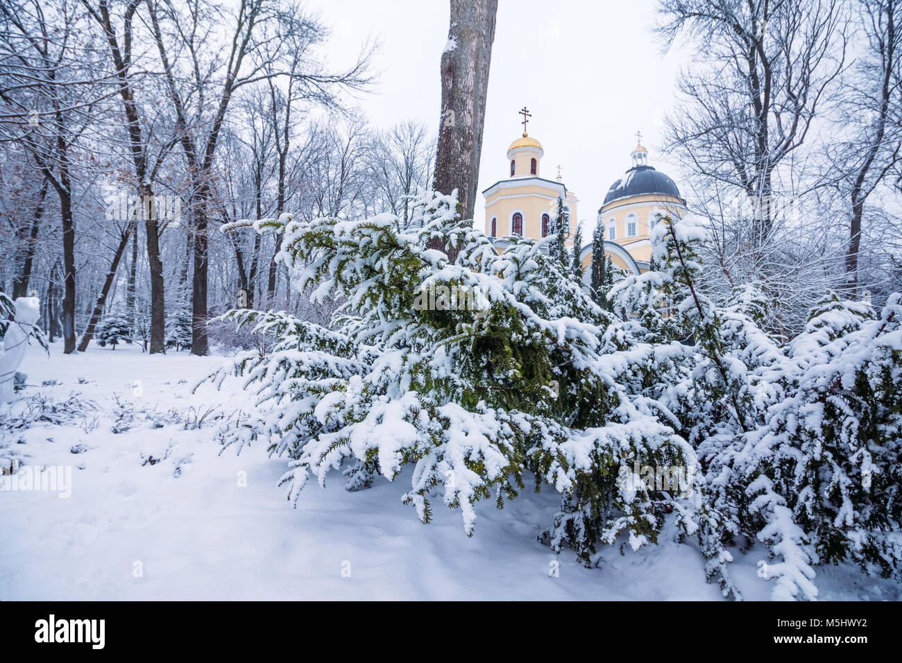 The branches of the bush covered with snow and the dome of the Peter and Paul Cathedral in the city of gomel in the background Stock Photo