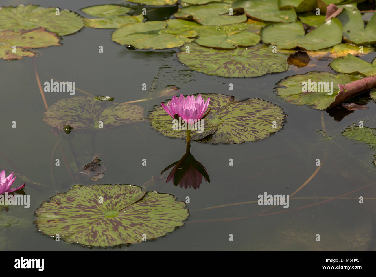 Gloriously colorful Nymphaea plant in a pond Stock Photo