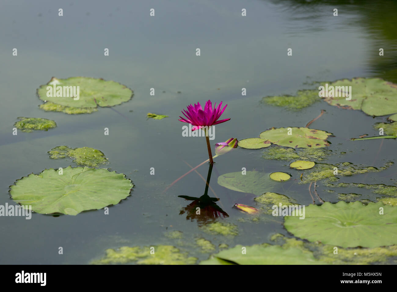Gloriously colorful Nymphaea plant in a pond Stock Photo