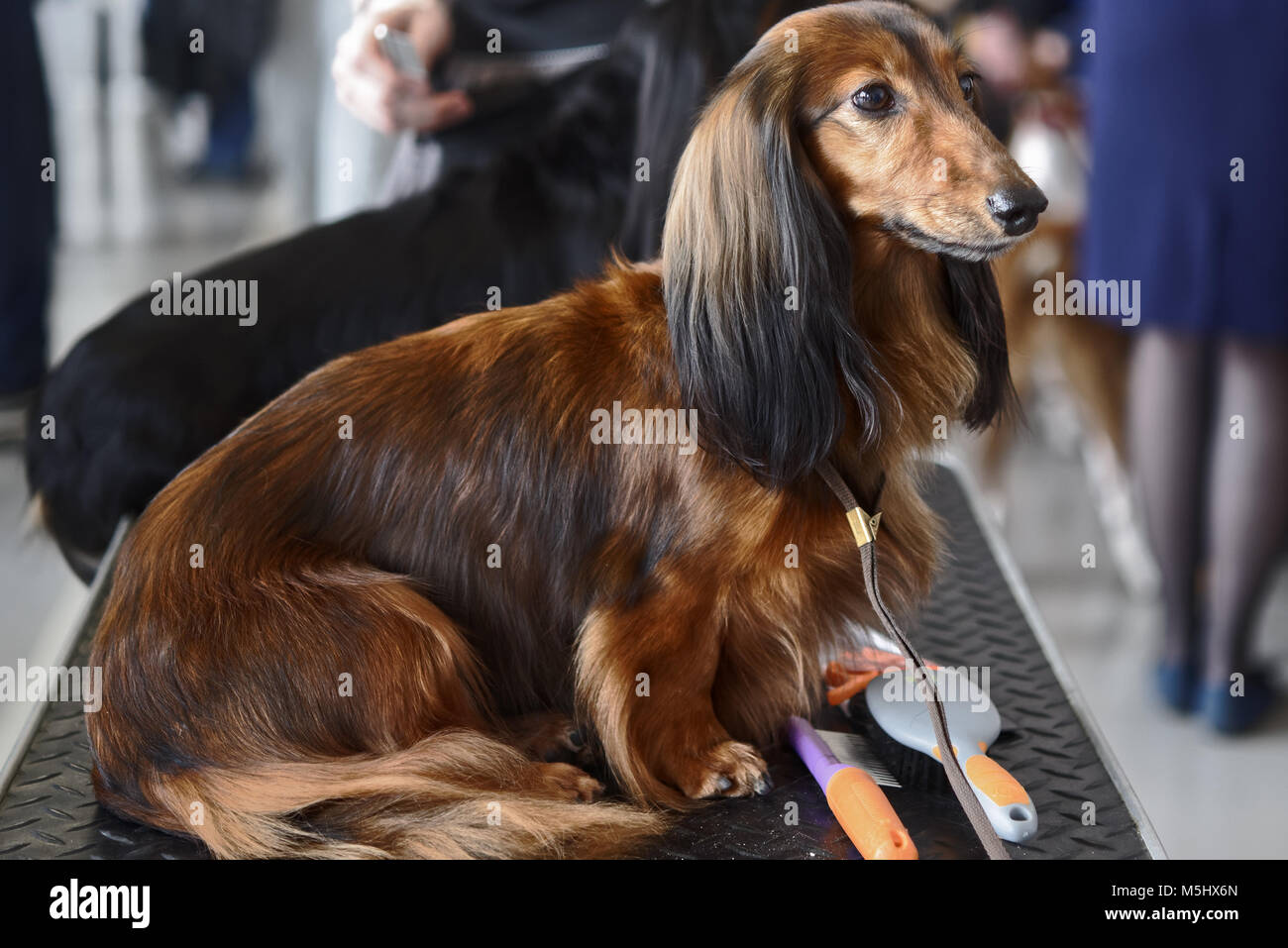 akc long haired dachshund