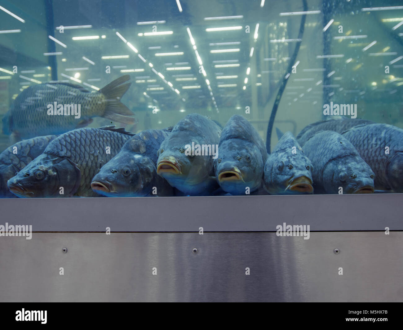 Big carps in the aquarium on fish market Stock Photo