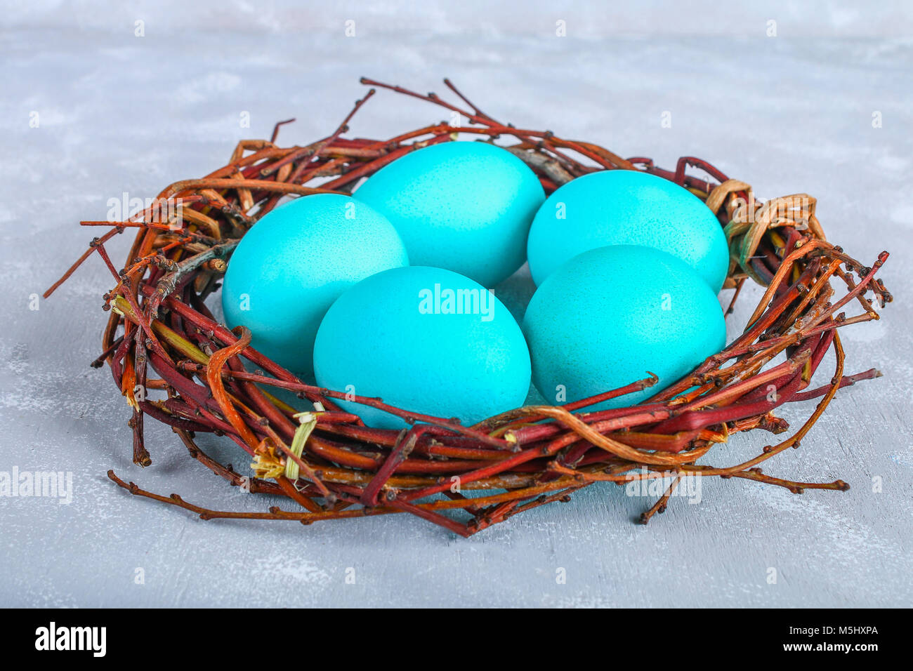 Blue easter eggs in a nest with white flowers on a gray concrete ...